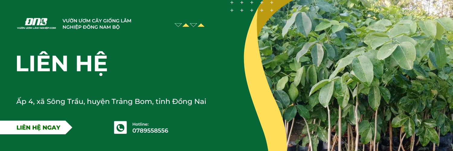 Cây Giống Đông Nam Bộ