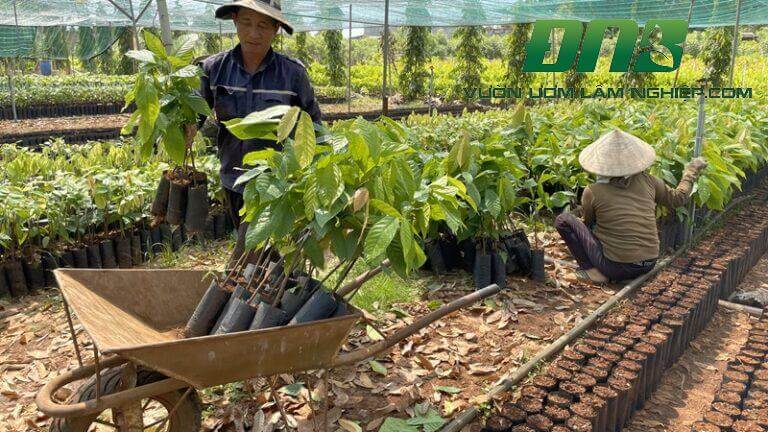 Thông tin vê giống cây Cacao tại Vườn Ươm Lâm Nghiệp