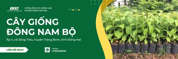 Địa Chỉ Bán Cây Dầu Rái Uy Tín