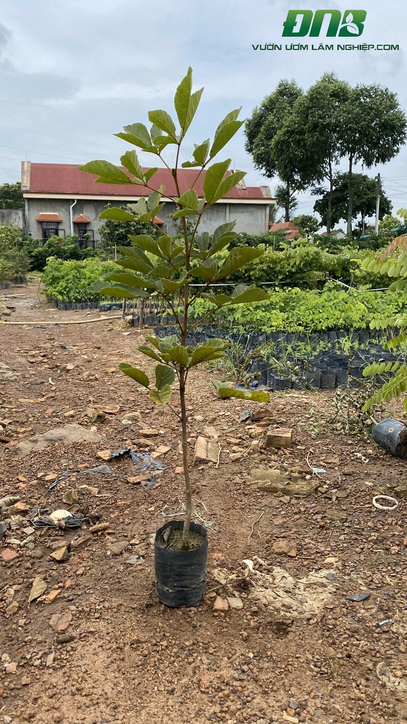 Kỹ năng chăm sóc và nuôi trồng giống cây